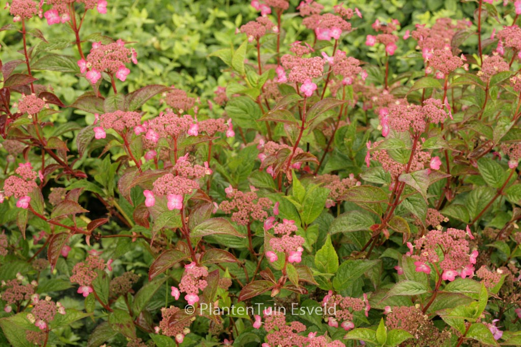 Hydrangea serrata ‘Mont Aso’