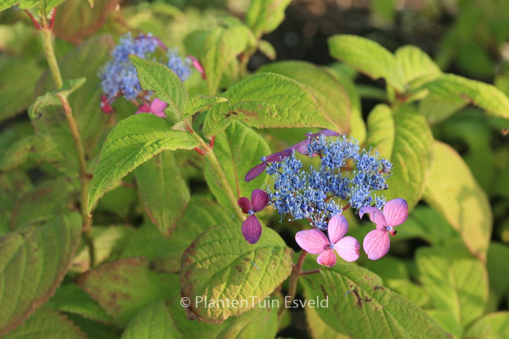 Hydrangea serrata ‘Murasaki-kobai’