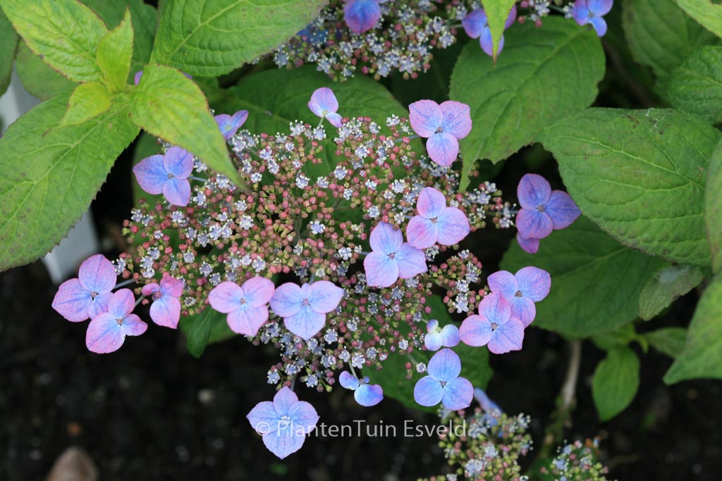 Hydrangea serrata ‘Niji’