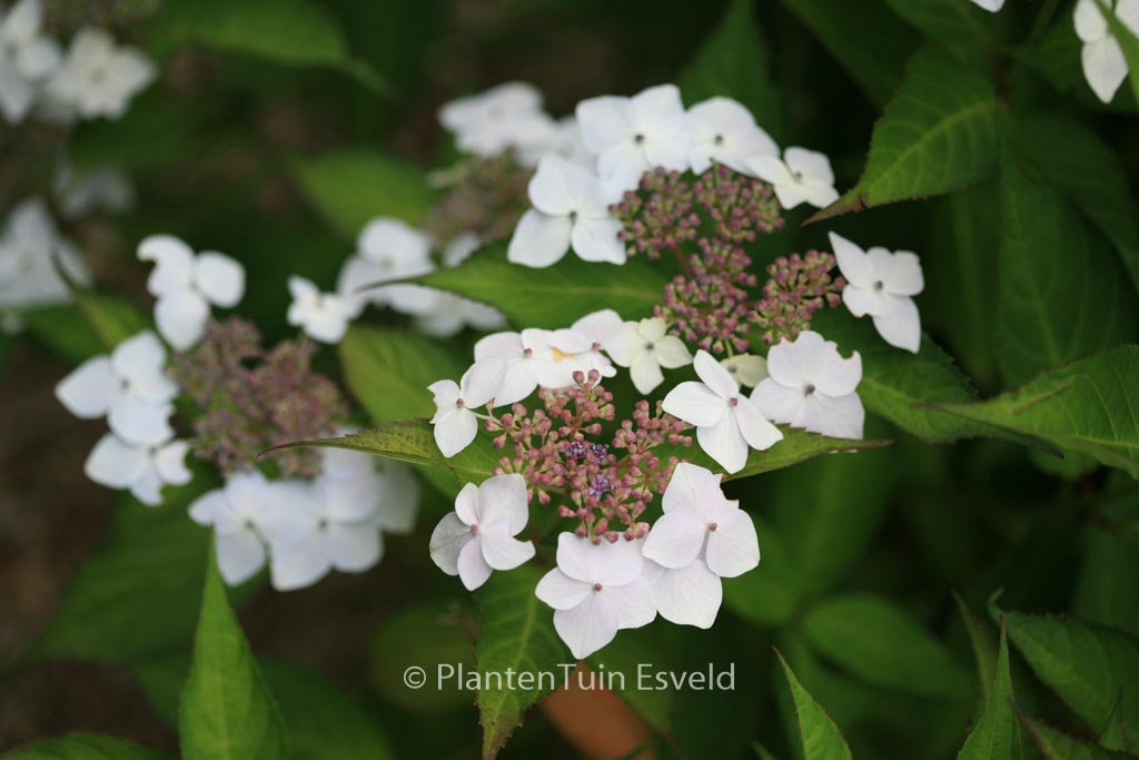 Hydrangea serrata ‘Odoriko-amacha’