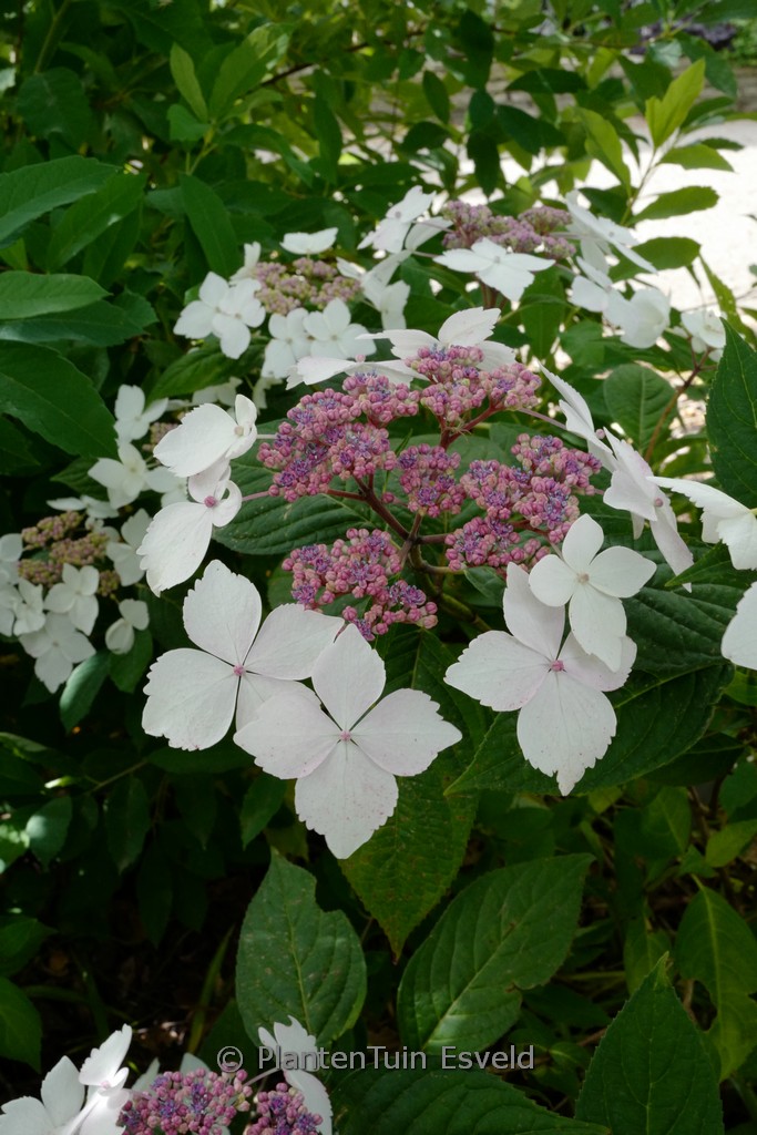 Hydrangea serrata ‘Pamela’