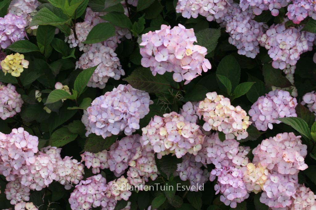 Hydrangea serrata ‘Preziosa’