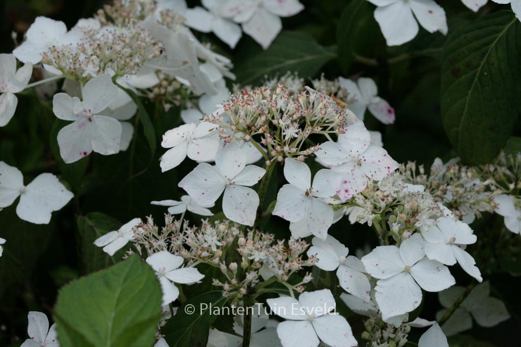 Hydrangea serrata ‘Professor Iida’
