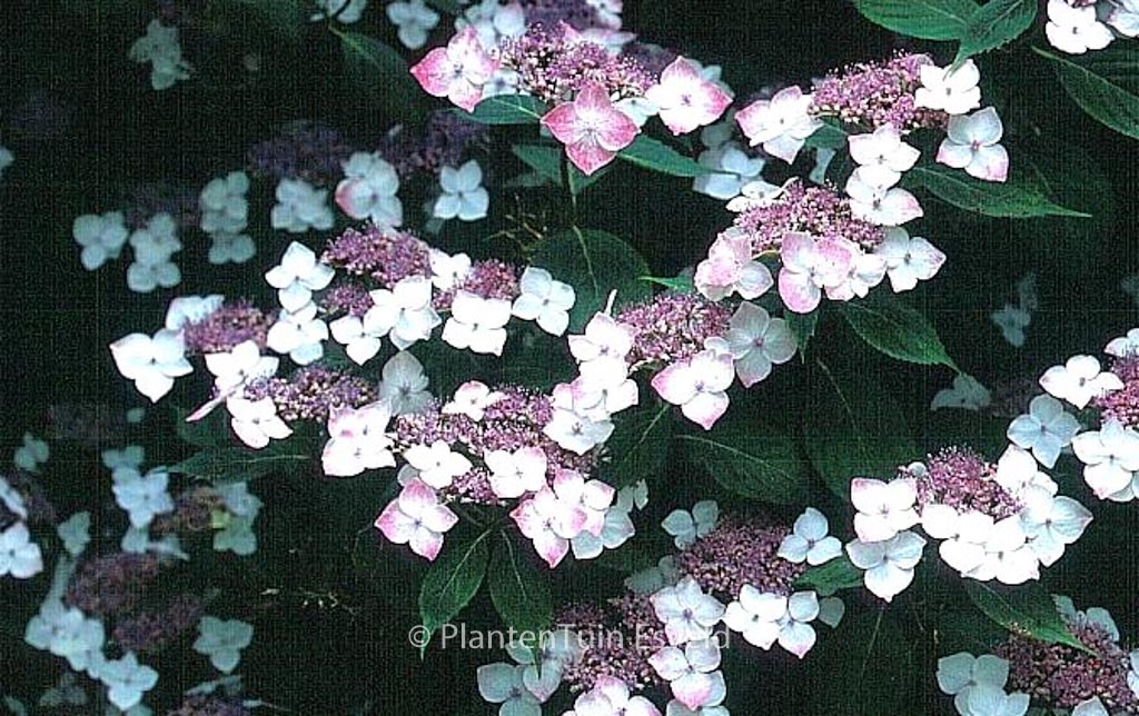 Hydrangea serrata ‘Rosalba’