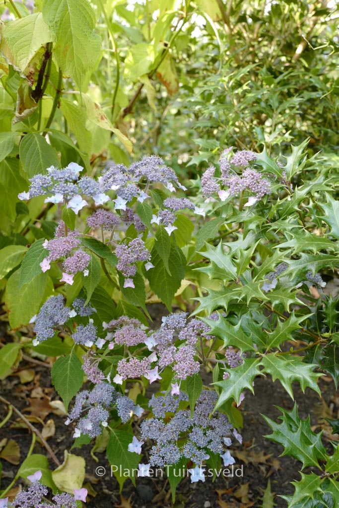 Hydrangea serrata ‘Sahashi-no-sho’