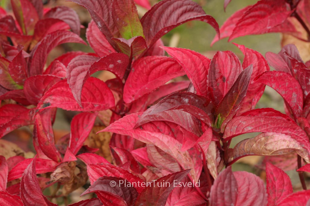 Hydrangea serrata ‘Santiago’