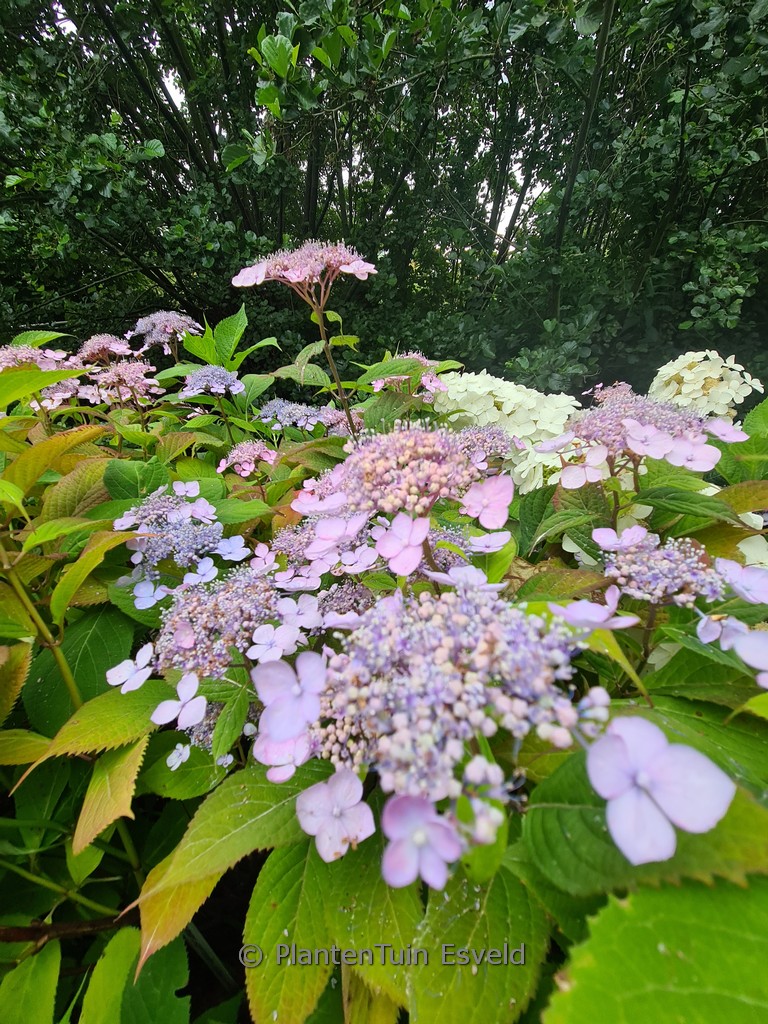 Hydrangea serrata ‘Sasa-no-mai’