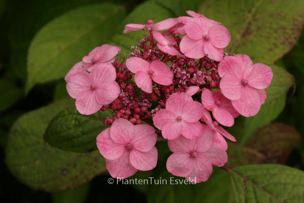 Hydrangea serrata ‘Seikai’