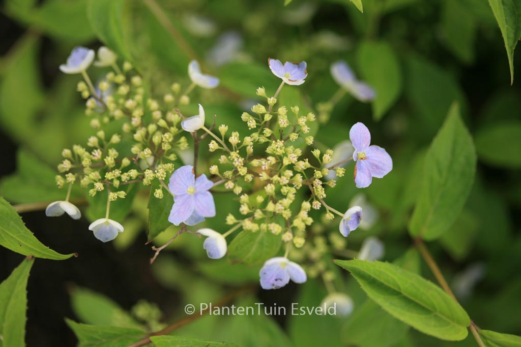 Hydrangea serrata ‘Seto-no-tsuki’