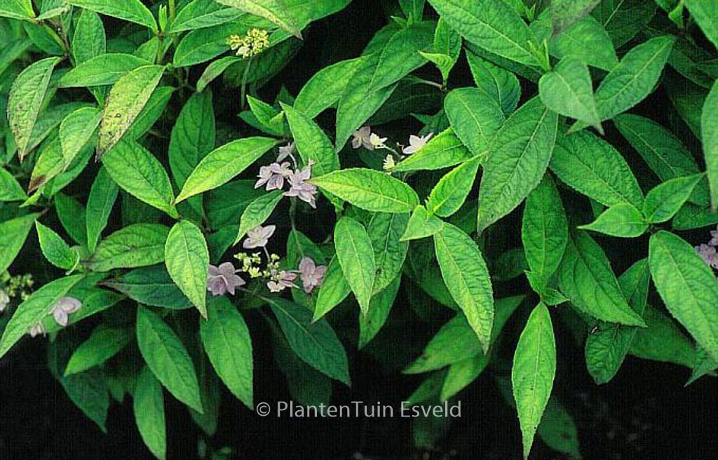 Hydrangea serrata ‘Shichidanka-nishiki’