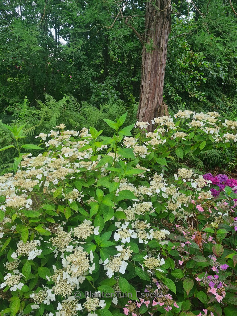 Hydrangea serrata ‘Shiro-gaku’