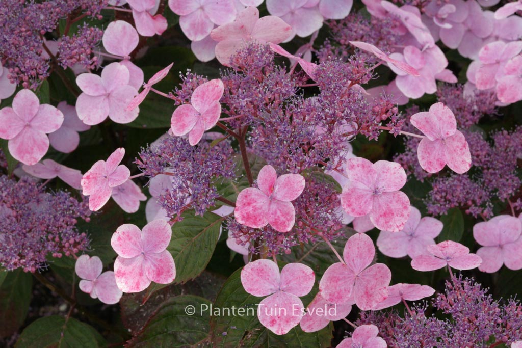 Hydrangea serrata ‘Shojo’