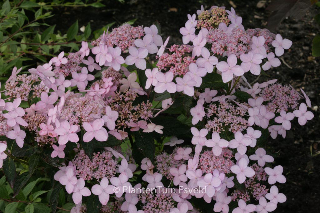 Hydrangea serrata ‘Tiara’