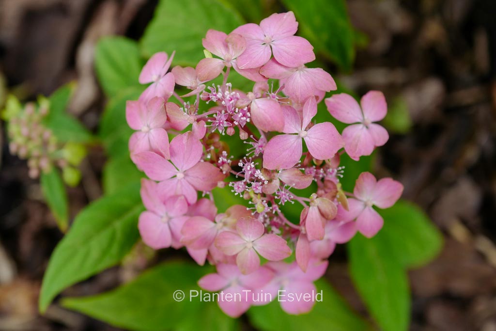 Hydrangea serrata ‘Tosa no hime’