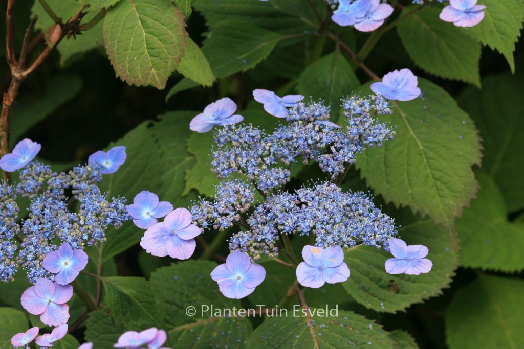 Hydrangea serrata ‘Veerle’