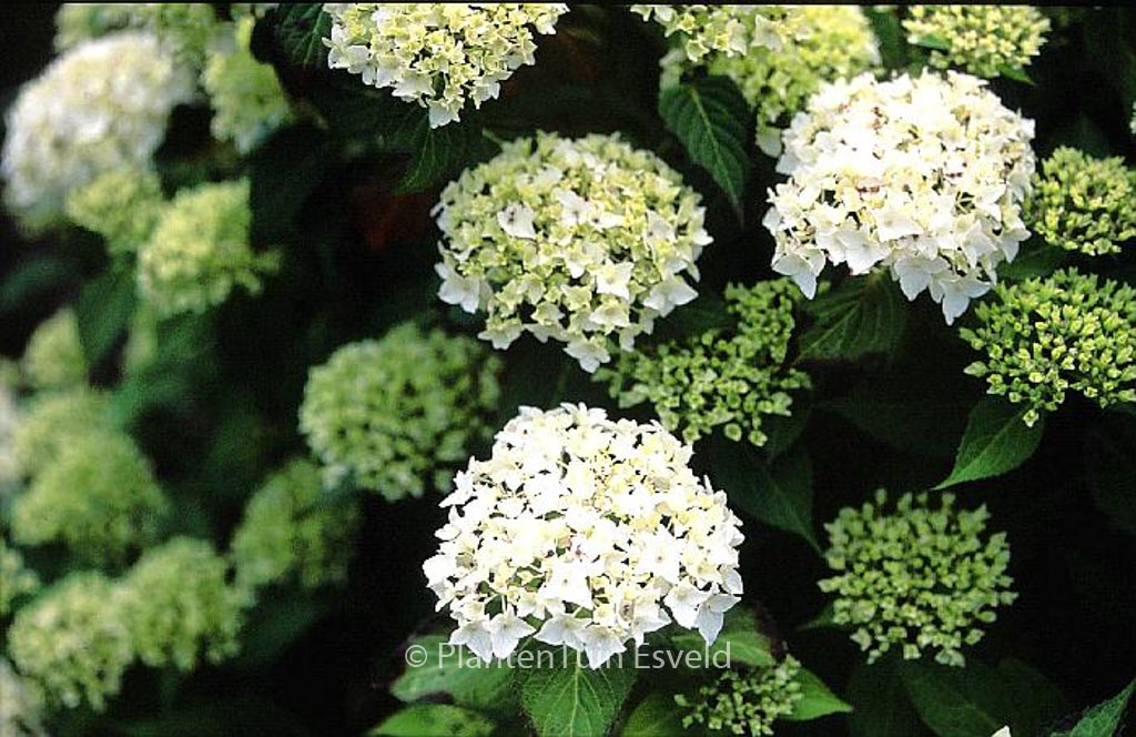 Hydrangea serrata ‘Warabe’