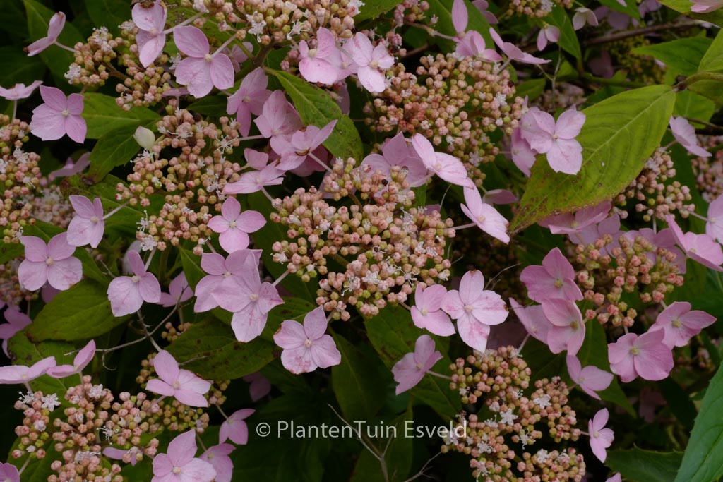 Hydrangea serrata ‘Wilsonii’