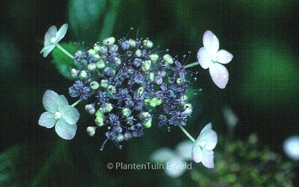 Hydrangea serrata ‘Woodlanders’