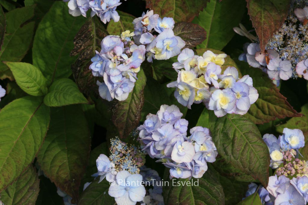 Hydrangea serrata ‘Yae-no-amacha’