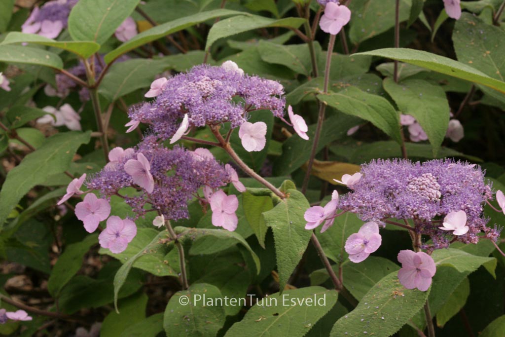 Hydrangea villosa ‘Anthony Bullivant’