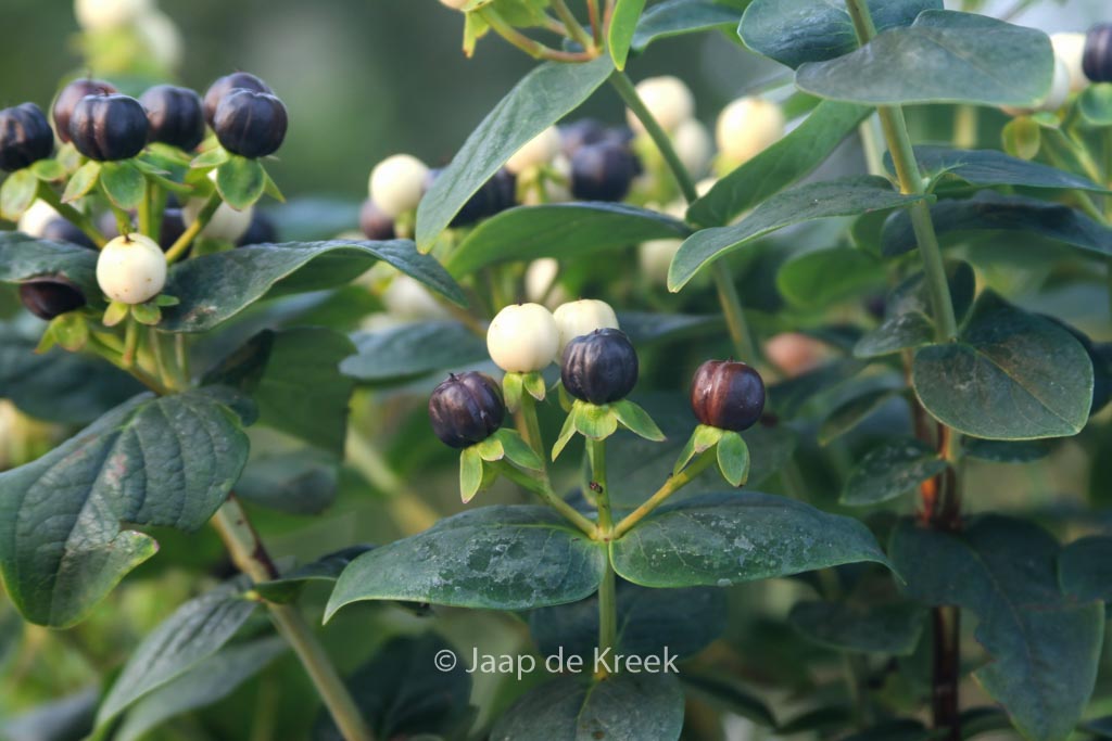 Hypericum ‘Allblizz’ (MIRACLE BLIZZ)