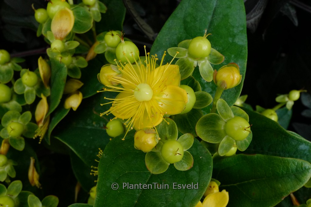 Hypericum ‘Miracle Pistache’