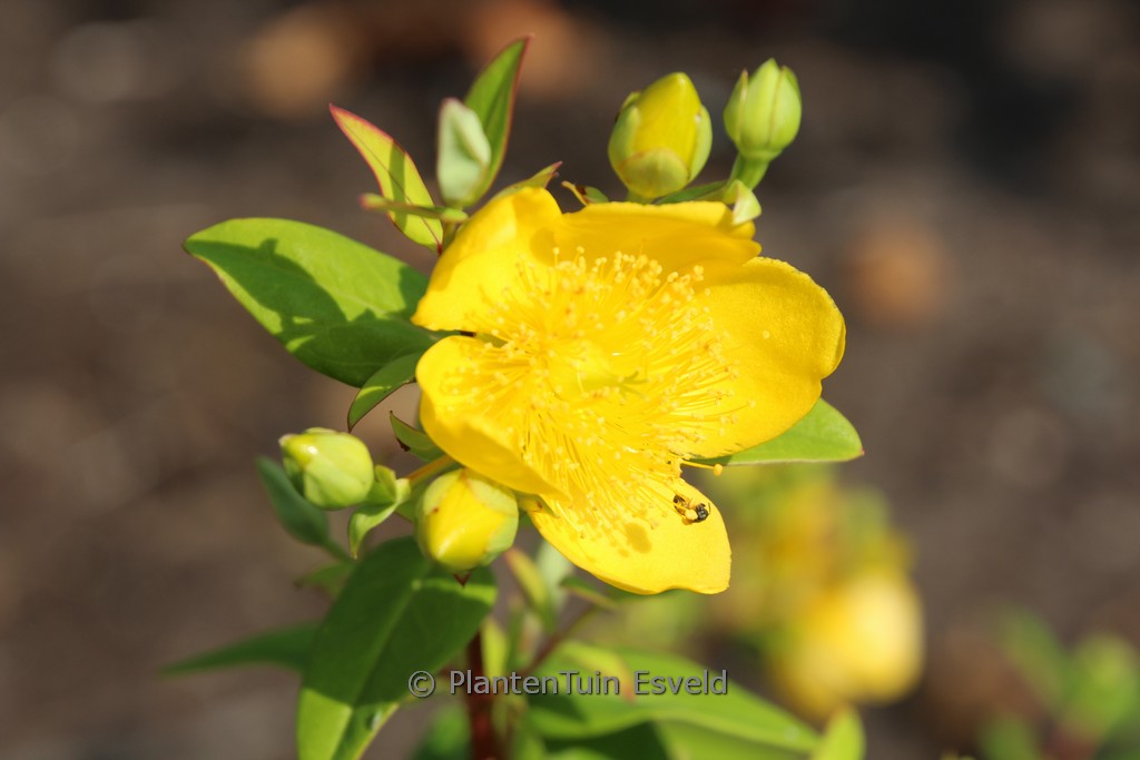 Hypericum addingtonii