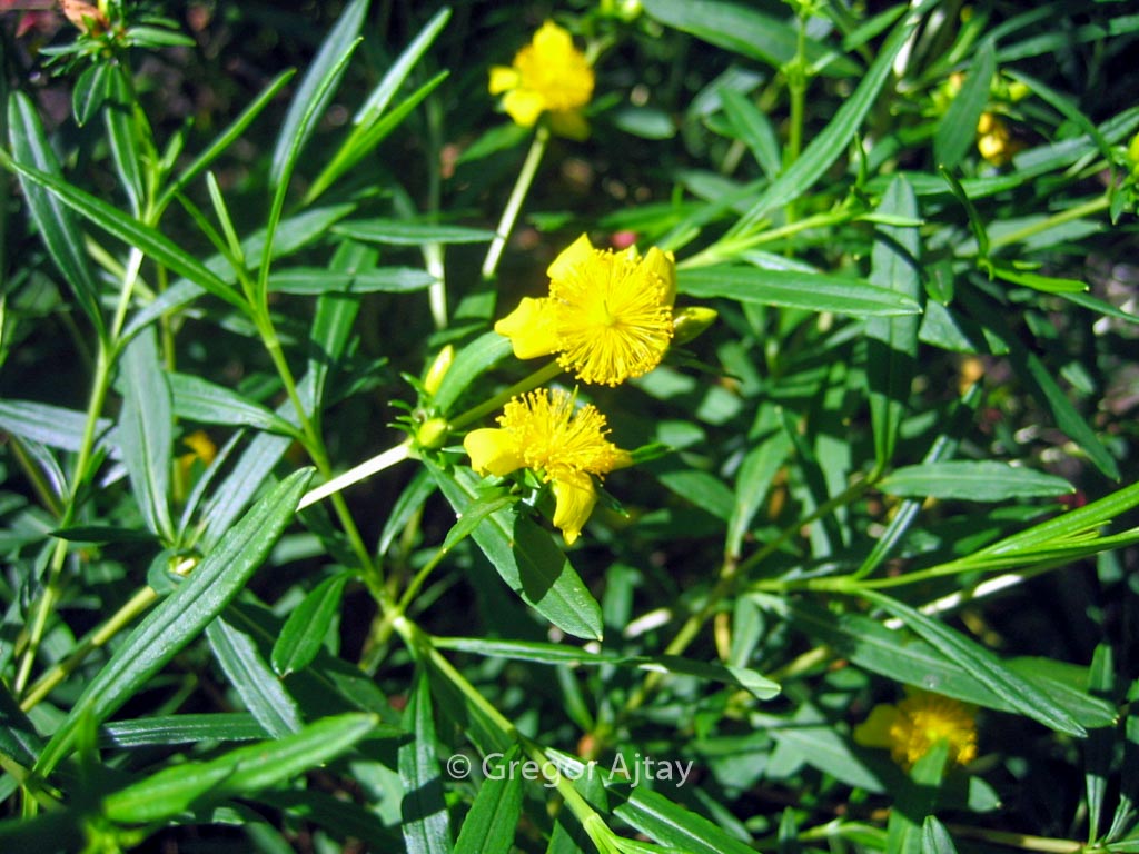 Hypericum densiflorum ‘Buttercup’