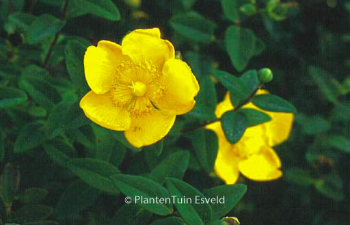 Hypericum dummeri ‘Peter Dummer’