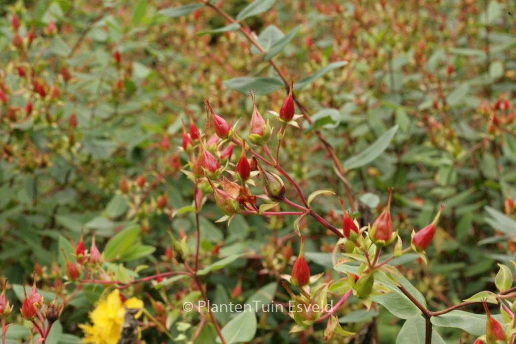 Hypericum forrestii