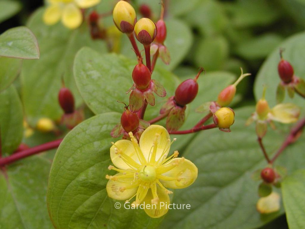 Hypericum inodorum ‘Rheingold’