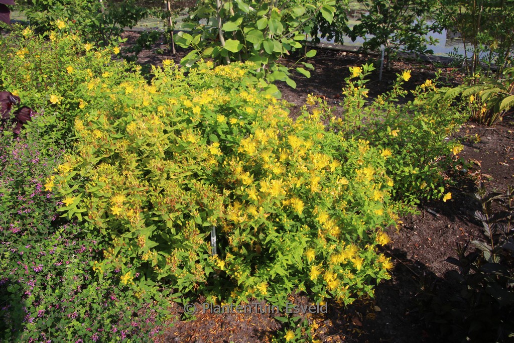Hypericum monogynum