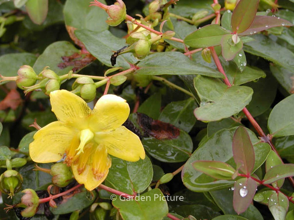 Hypericum moserianum