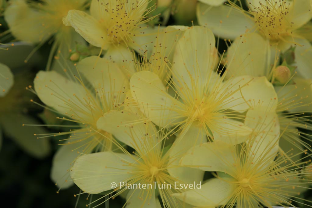 Hypericum olympicum ‘Citrinum’