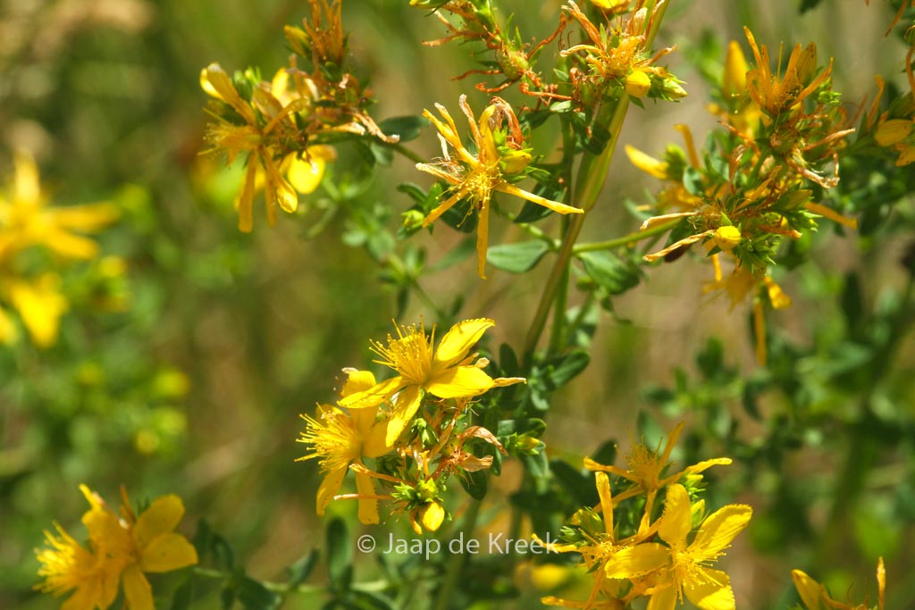 Hypericum perforatum