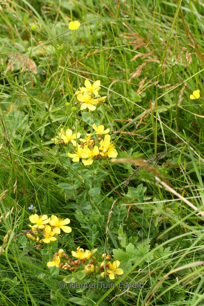 Hypericum richeri