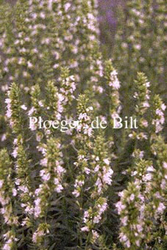Hyssopus officinalis ‘Albus’