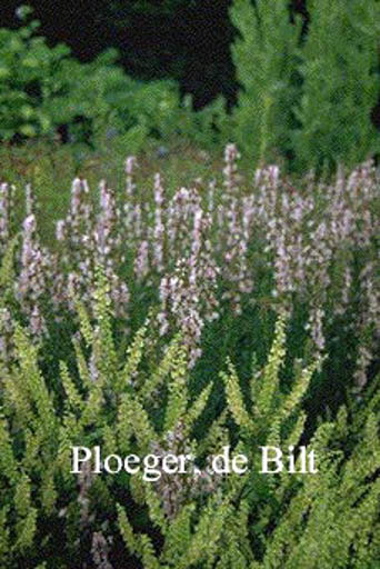 Hyssopus officinalis ‘Roseus’