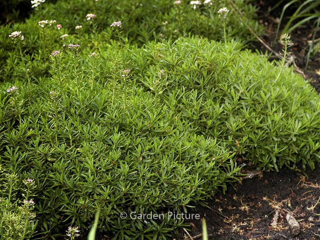 Iberis sempervirens ‘Appen-Etz’