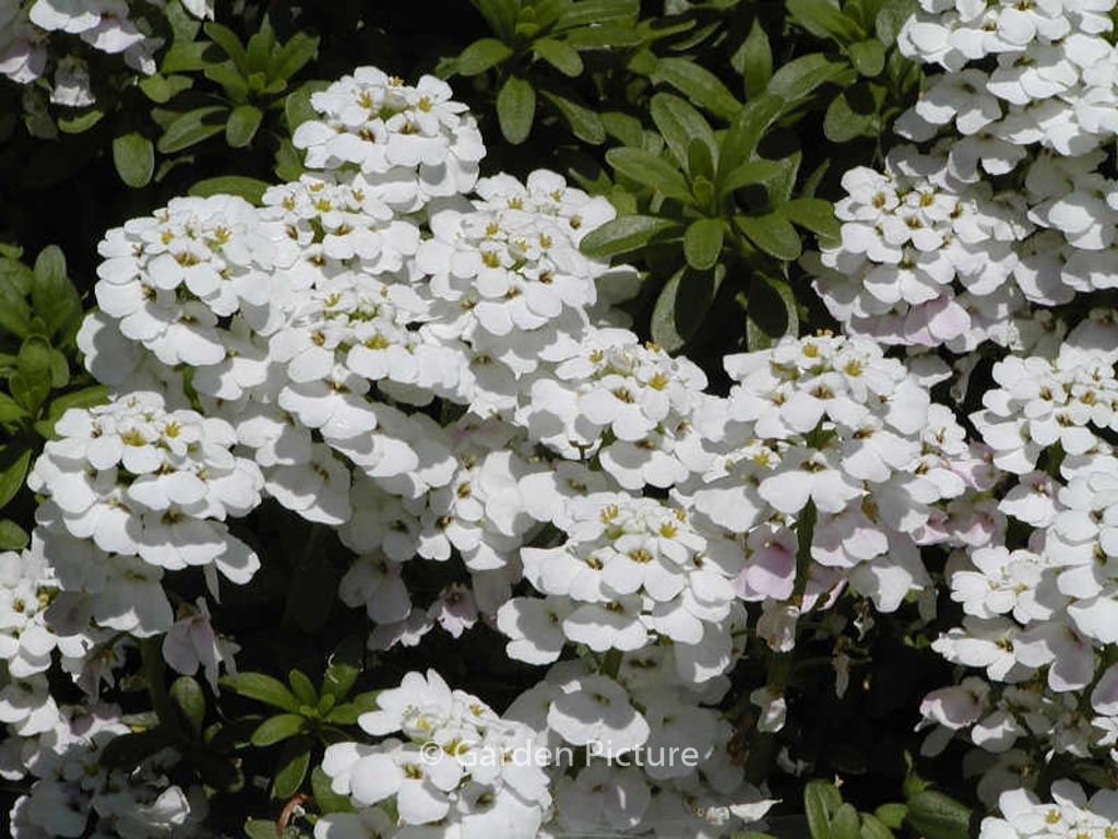 Iberis sempervirens ‘Findel’