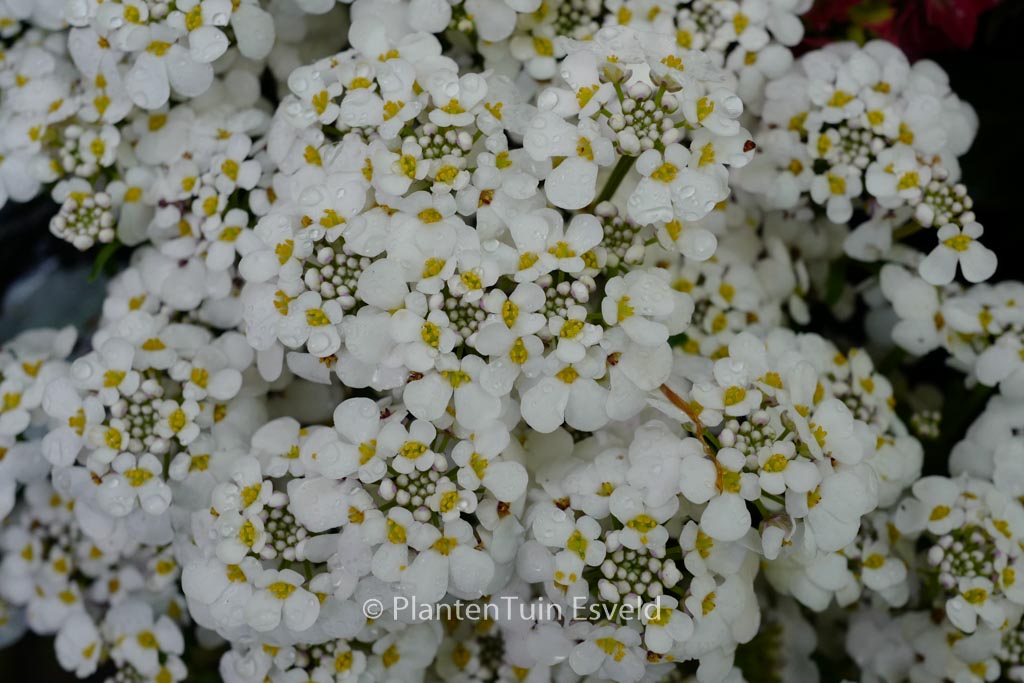 Iberis sempervirens ‘Masterpiece’