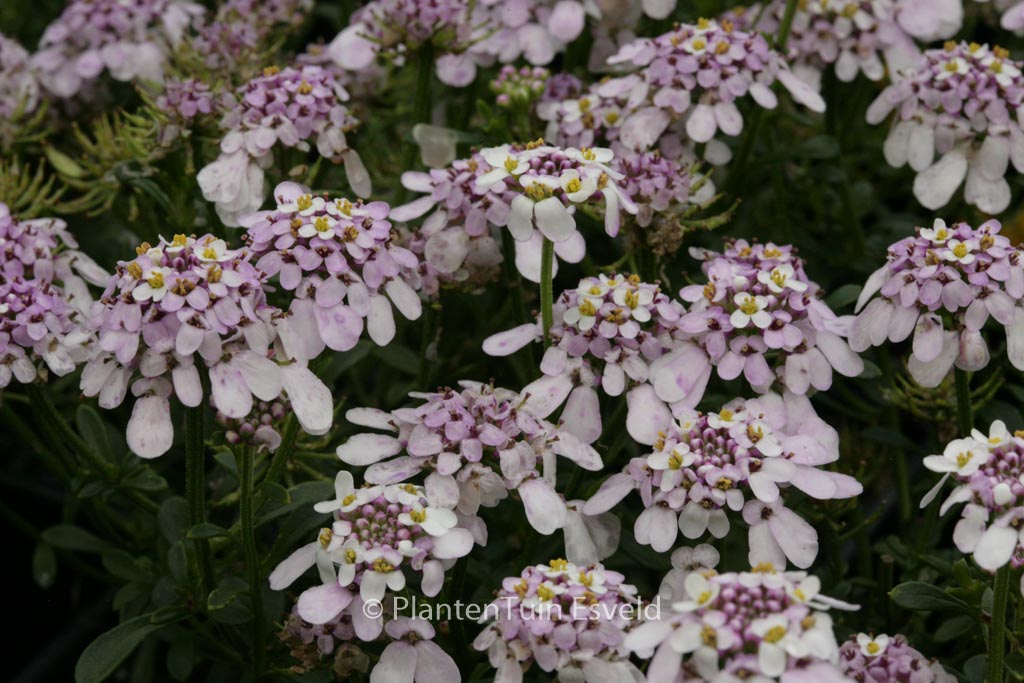 Iberis sempervirens ‘Pink Ice’