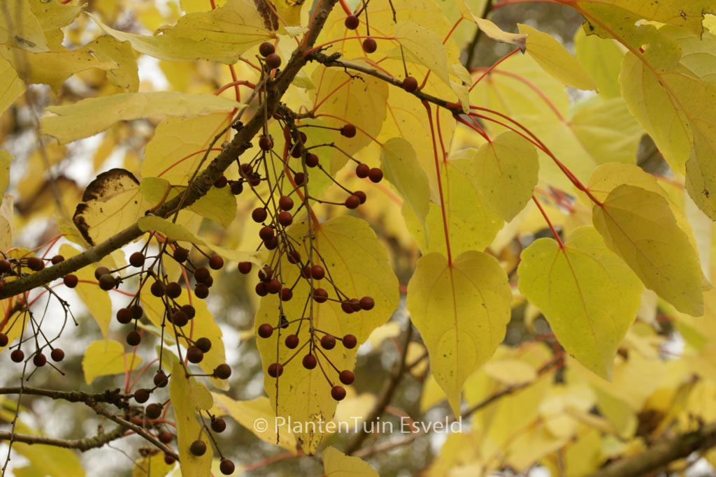 Idesia polycarpa vestita