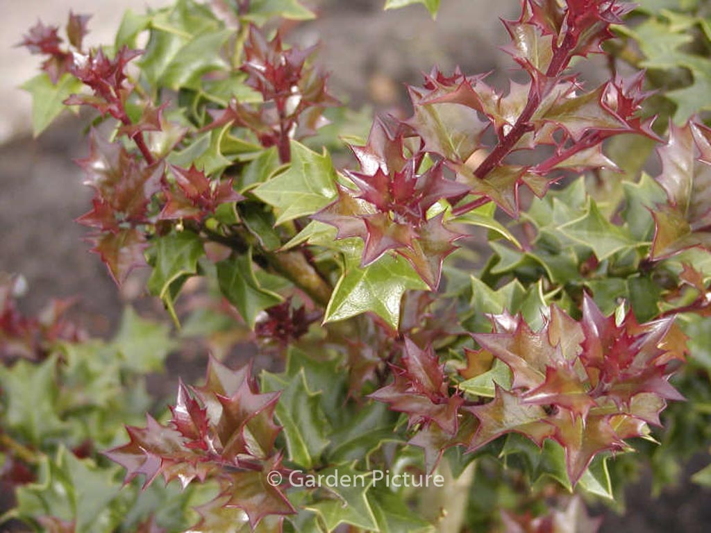 Ilex ‘Calina’