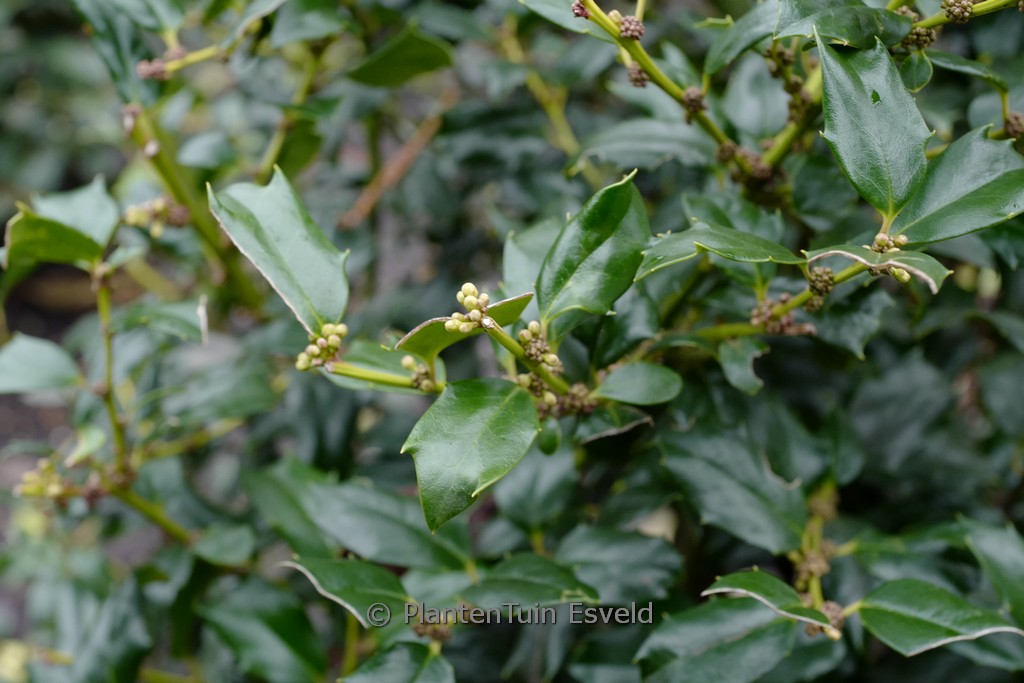 Ilex ‘Chinese Boy’