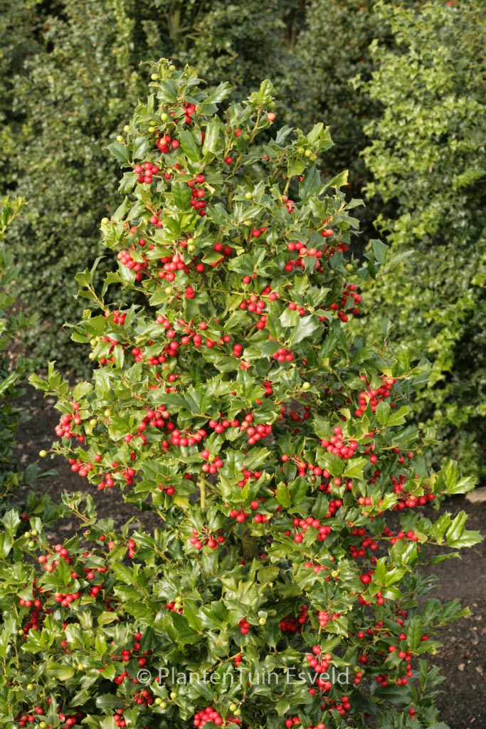 Ilex ‘Chinese Girl’