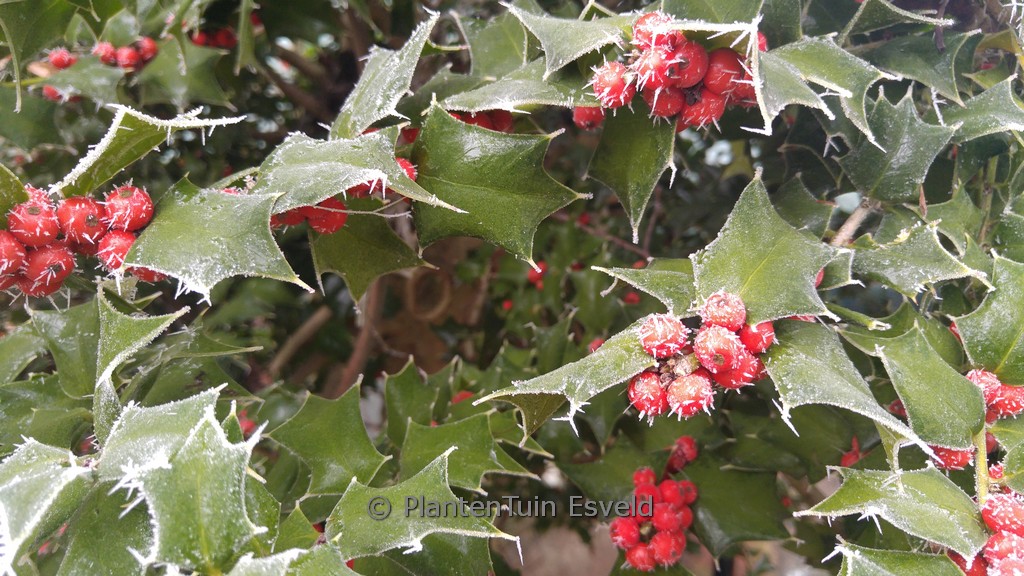 Ilex ‘Good Taste’