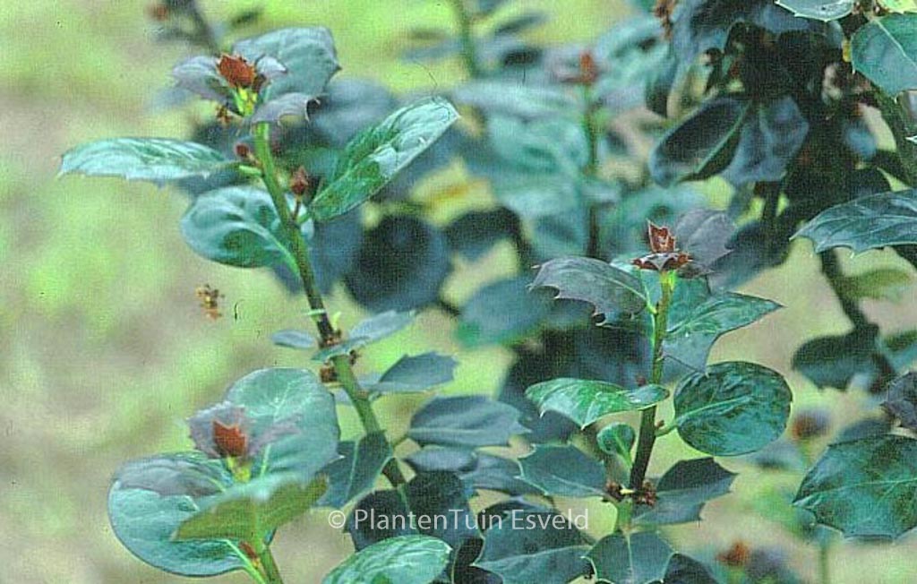 Ilex ‘Malcolm S. Whipple’