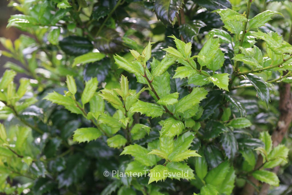 Ilex ‘Mary Nell’