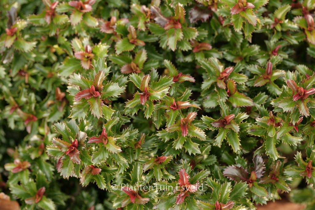 Ilex ‘Mondo’ (LITTLE RASCAL)